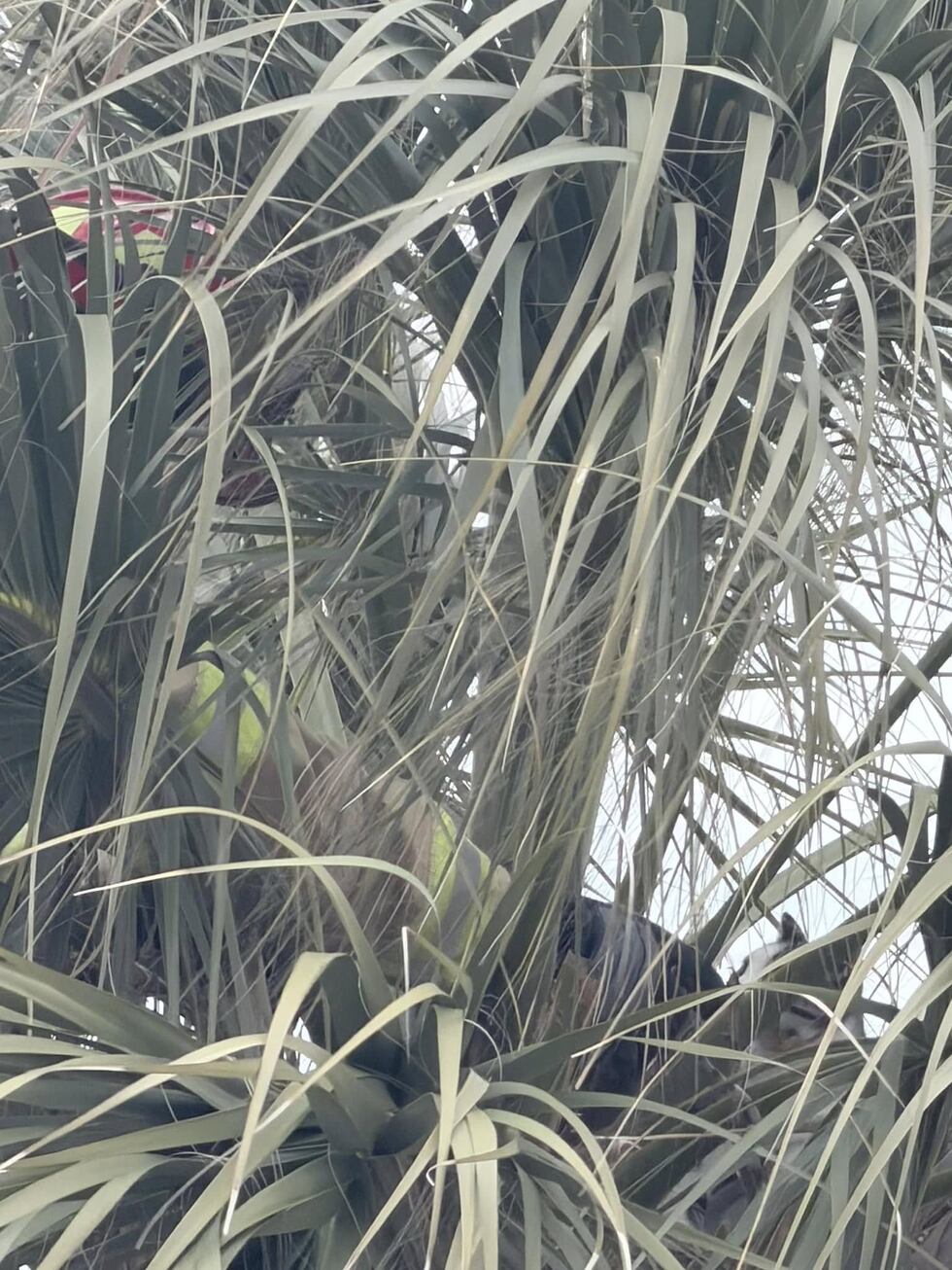 Rescate en las alturas con un final final en Tybee Island.